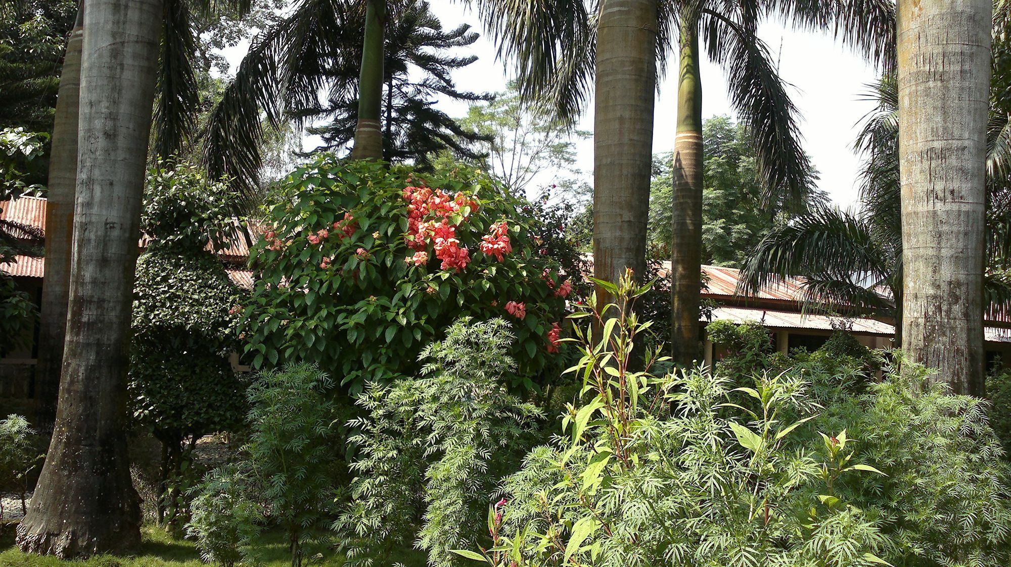 Ama Garden Sauraha Hotel Ngoại thất bức ảnh